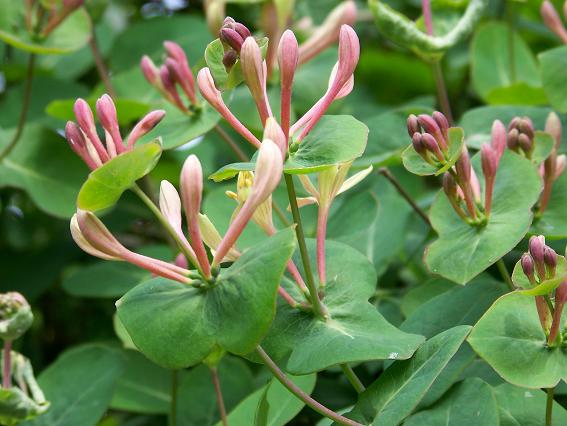 Lonicera caprifolium (Caprifoglio)