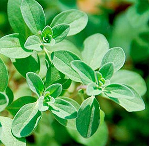 Origanum majorana (Maggiorana)