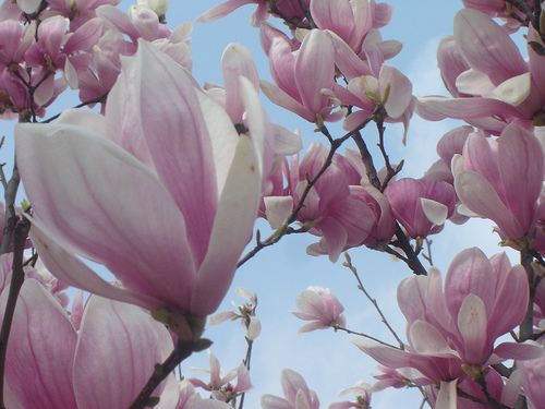 Magnolia soulangeana