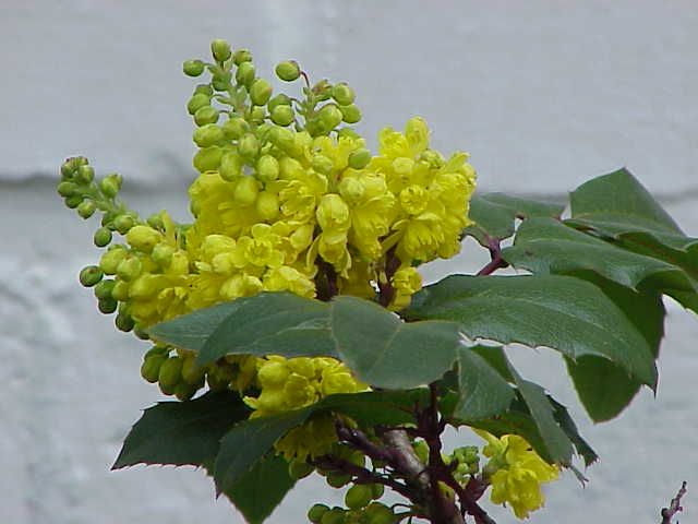 Mahonia aquifolium