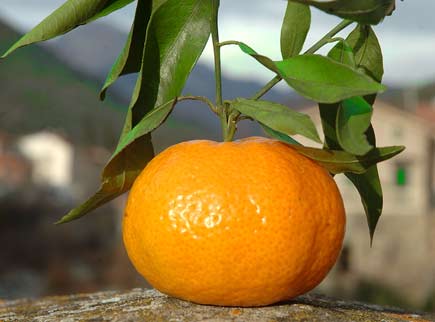 Citrus reticulata (Mandarino)