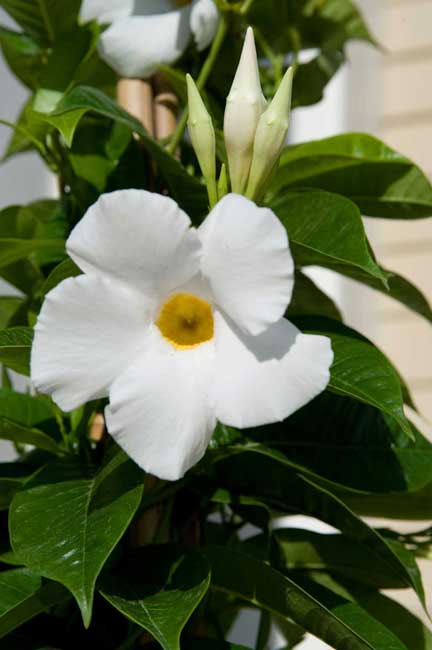 Mandevilla giant White