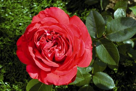 Rosa Marylou