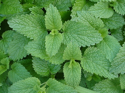 Melissa officinalis