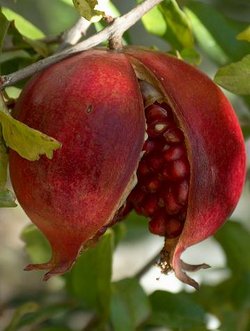 Punica granatum Dente di cavallo