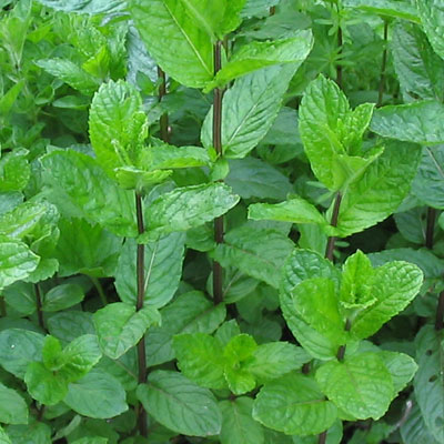 Mentha