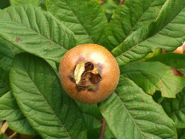 Mespilus germanica Comune (Nespolo di Germania)