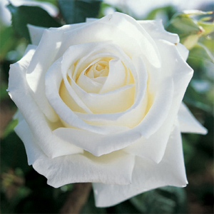 Rosa Metropolitan