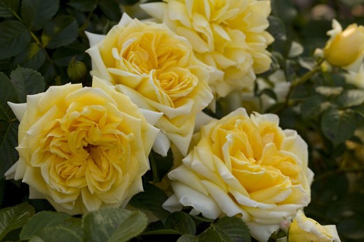 Rosa Nadia Meillandecor