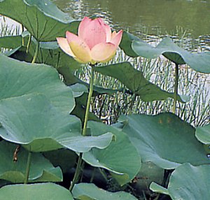 Nelumbo nucifera (Fior di loto)
