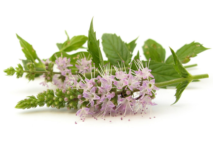 Menta Menta