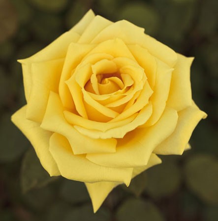 Rosa Nicolas Hulot