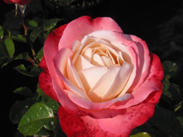 Rosa Nastalgie