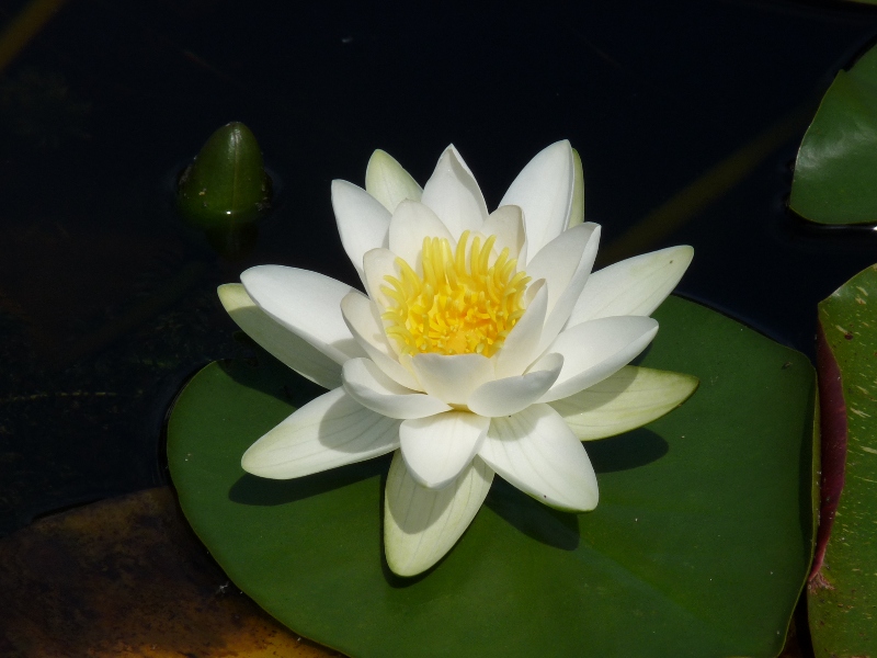Nymphaea alba