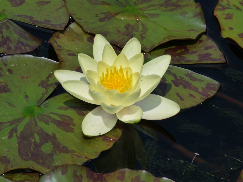 Nymphaea Moorei