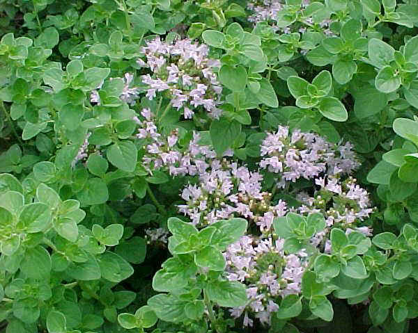 Origanum vulgare (Origano)