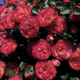 Rosa Patte de velours (senza spine)