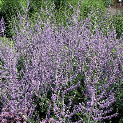 Perovskia atriplicifolia