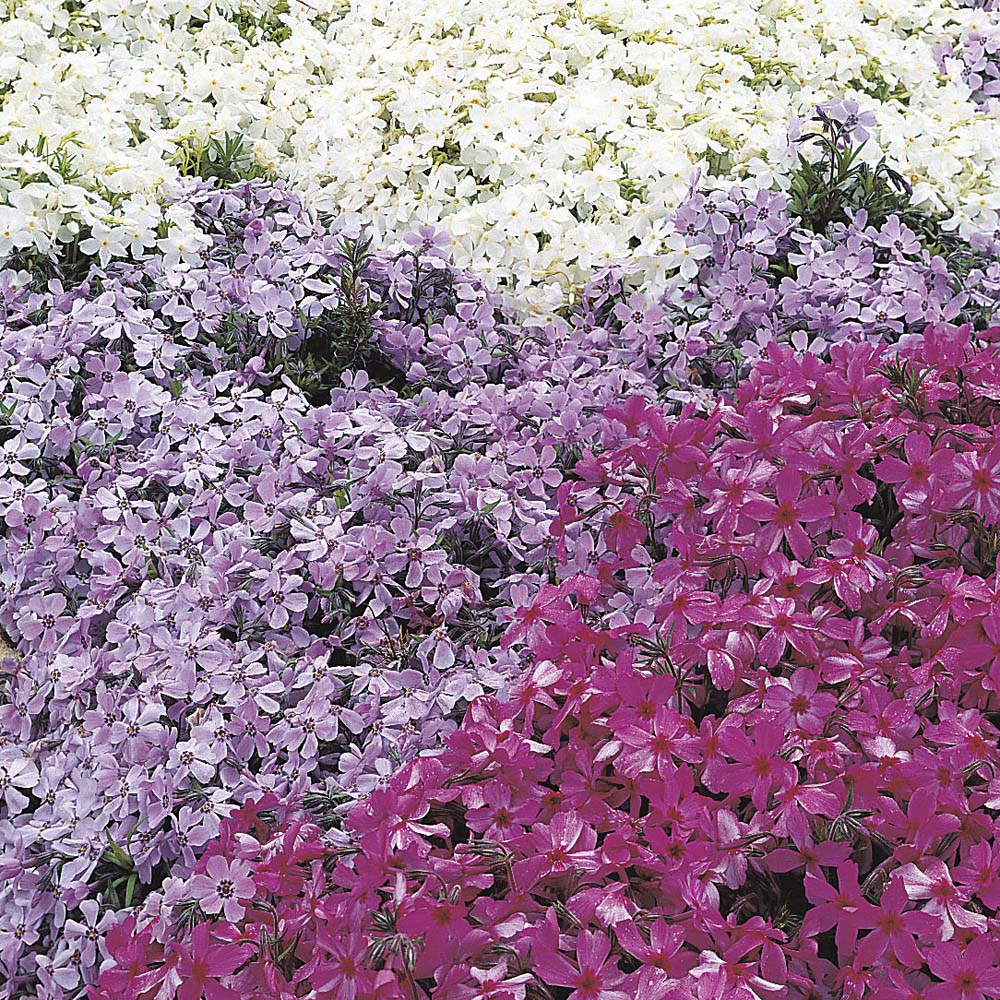Phlox