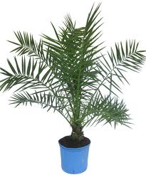 Phoenix canariensis