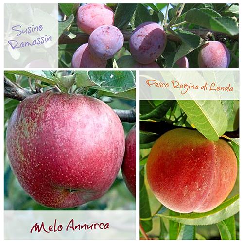Piante da frutto Piante da frutto