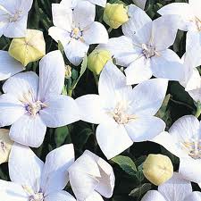 Platycodon grandiflorus Albus