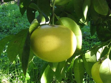 Citrus x paradisi (Pompelmo)