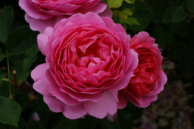 Rosa Princess Alexandra of Kent