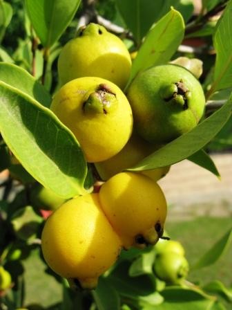 Psidium guajava