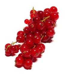 Ribes