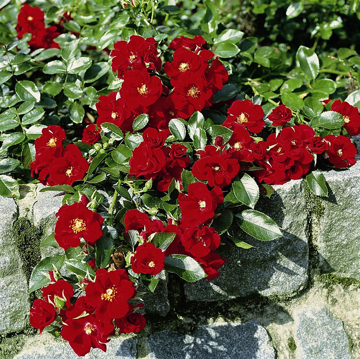 Rosa Alpengluehen
