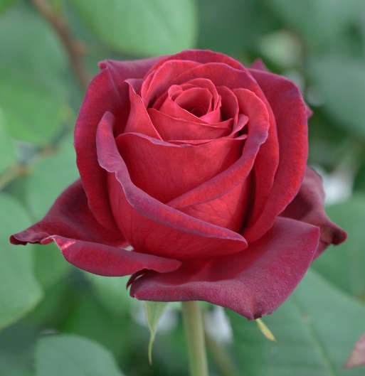 Rosa Royal Garden