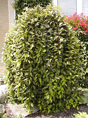 Salix caprea Pendula