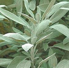 Salvia officinalis