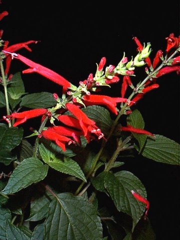 Salvia elegans