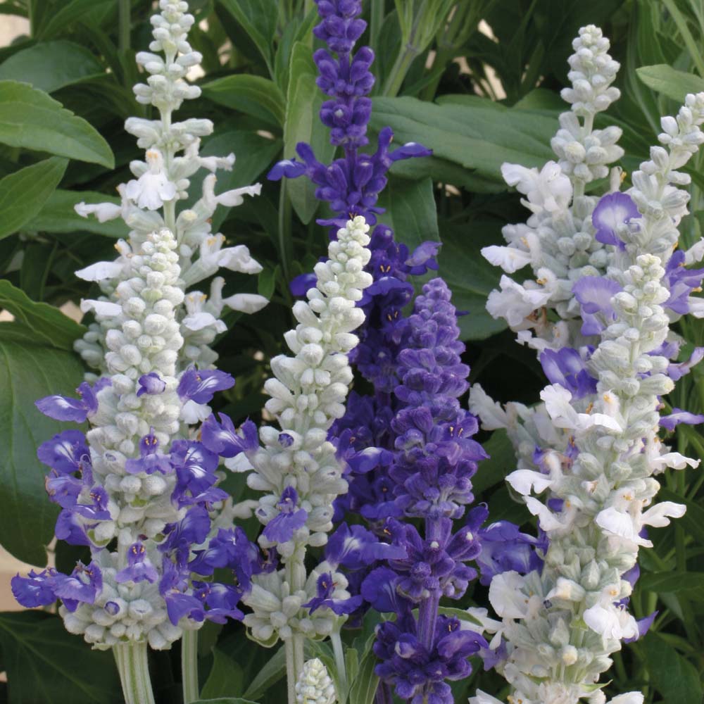 Salvia farinacea