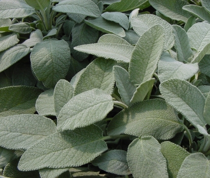 Salvia officinalis Latifolia