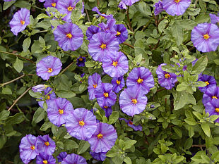 Solanum rantonnetii