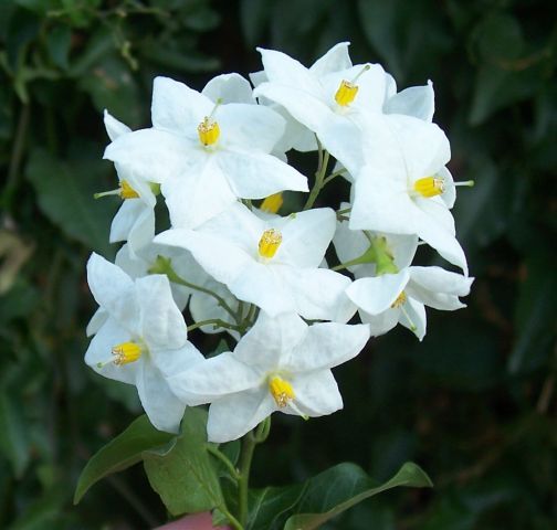 Solanum Album