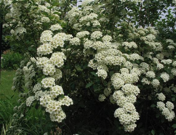 Spiraea