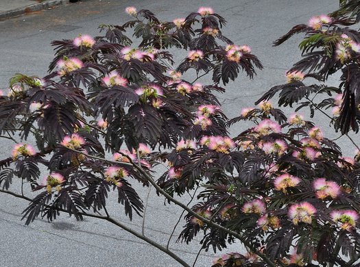 Acacia Summer chocolate