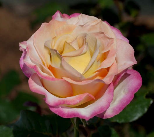 Rosa Sweet Eureka