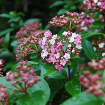 Viburnum tinus Eve Price