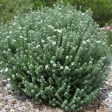 Westringia fruticosa