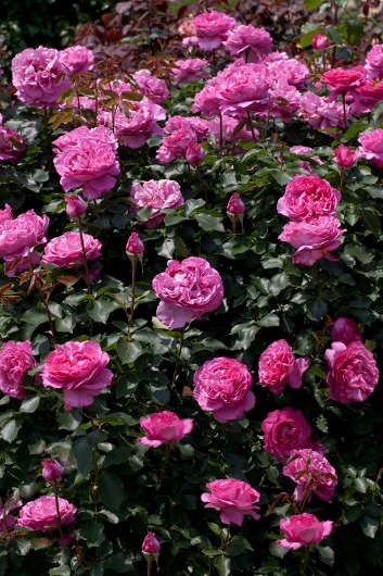 ROsa Yves Piaget - Rampicante
